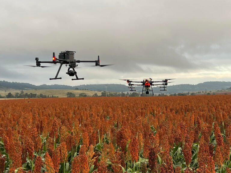 Agricultural drones flying over sorghum field